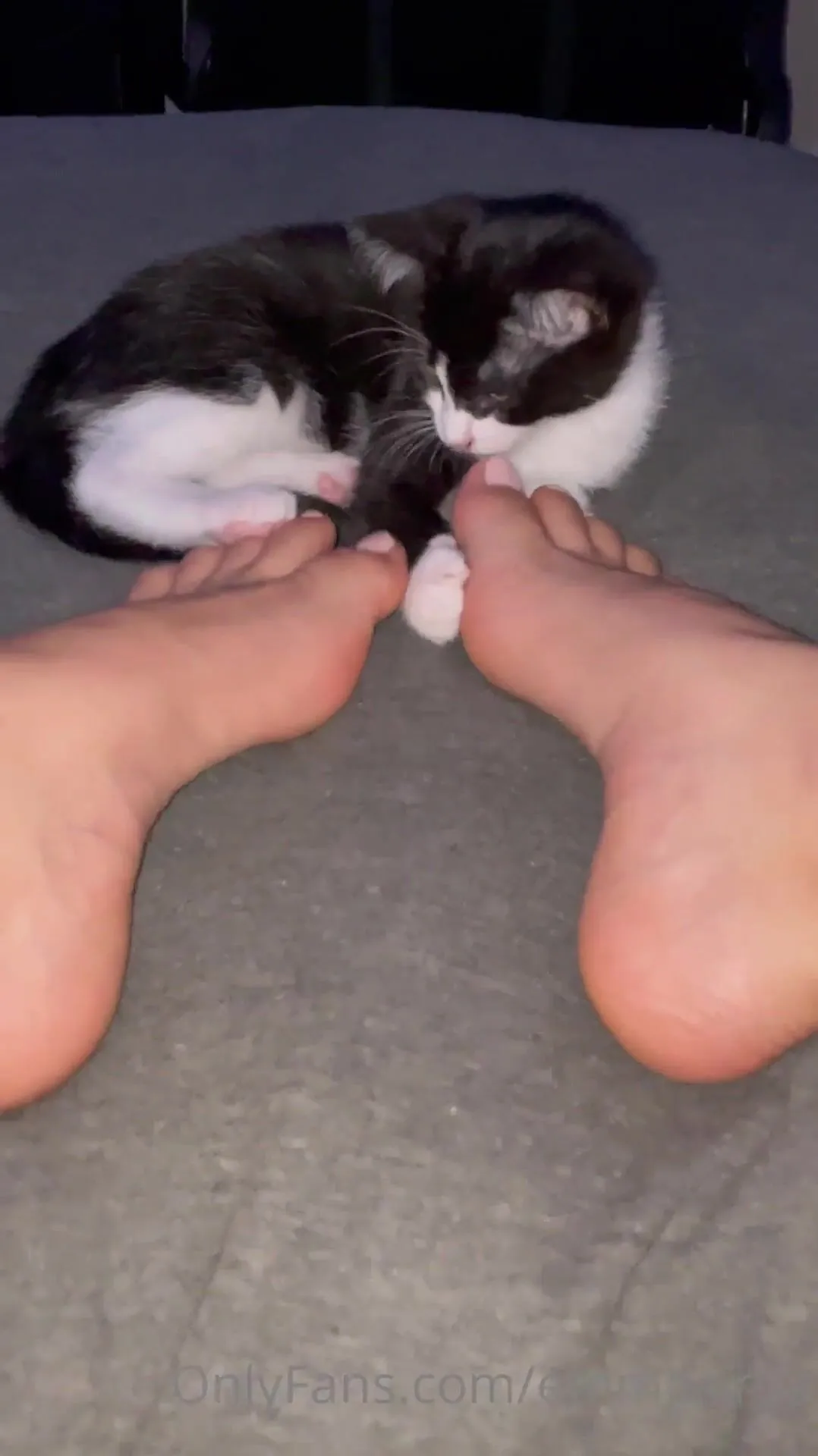 Kitten Foot Porn - Emmasirus 30 06 2021 2149589638 i think my kitten has a small foot fetish i  hope you re not too jealous of my feet onlyfans xxx porn videos